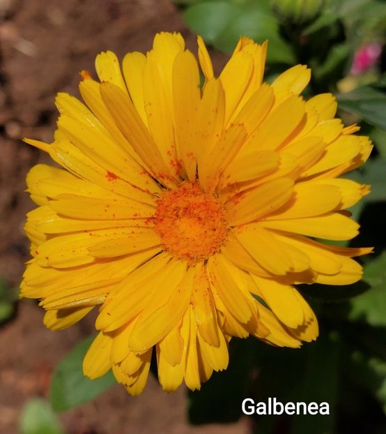  - 2023 - Grădinița de la bloc