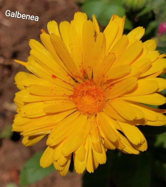  - 2023 - Grădinița de la bloc