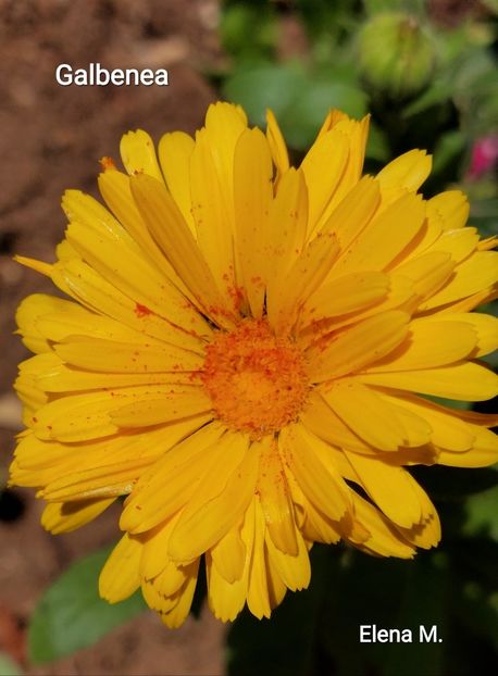  - 2023 - Grădinița de la bloc