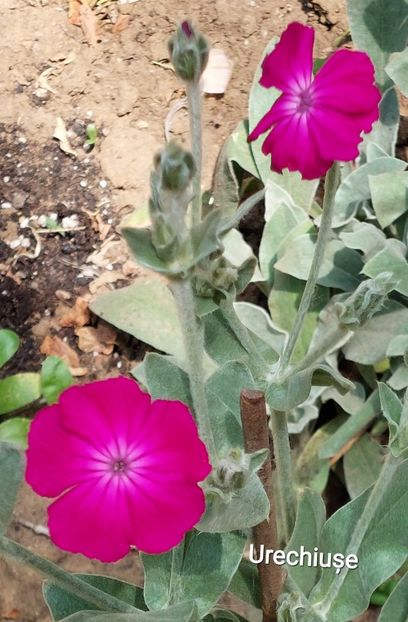 20230531_135946(1) - 2023 - Grădinița de la bloc