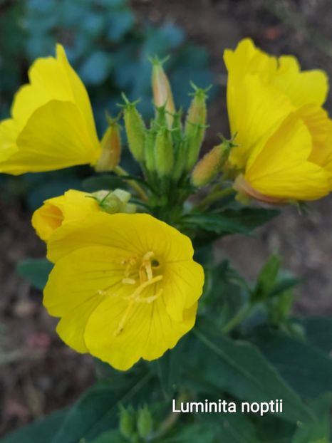  - 2023 - Grădinița de la bloc