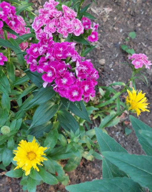  - 2023 - Grădinița de la bloc