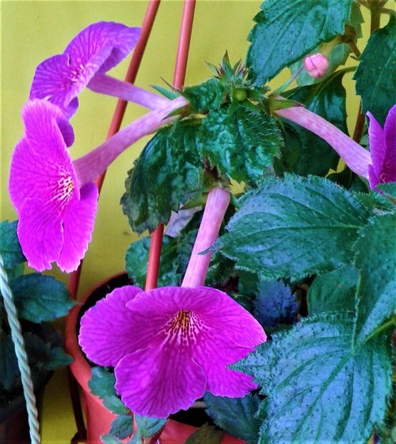  - ACHIMENES 2023