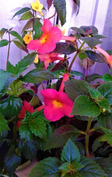  - 0000 ACHIMENES