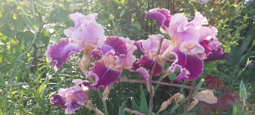 10) 20lei - E Irisi narcise Hemerocallis de vanzare