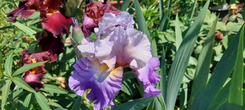 15) 10 lei - E Irisi narcise Hemerocallis de vanzare
