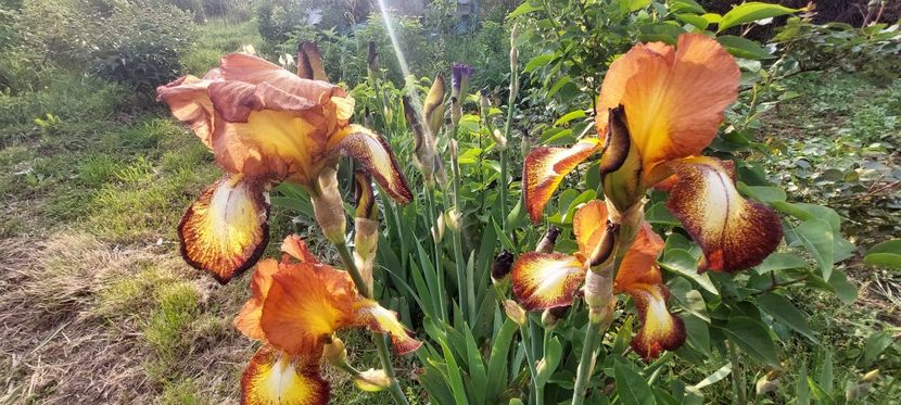 18) 10lei - E Irisi narcise Hemerocallis de vanzare