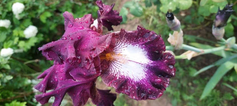19) 20 lei - E Irisi narcise Hemerocallis de vanzare