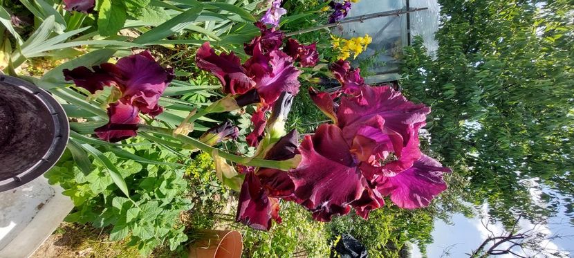 28) 20lei - - E Irisi narcise de vanzare