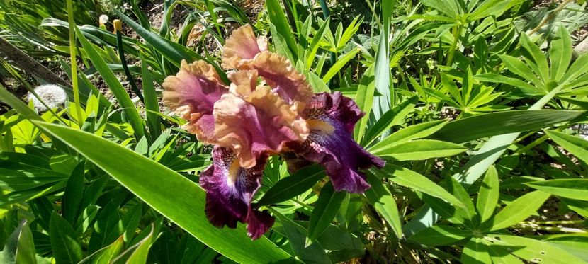 30) 12 lei - E Irisi narcise de vanzare