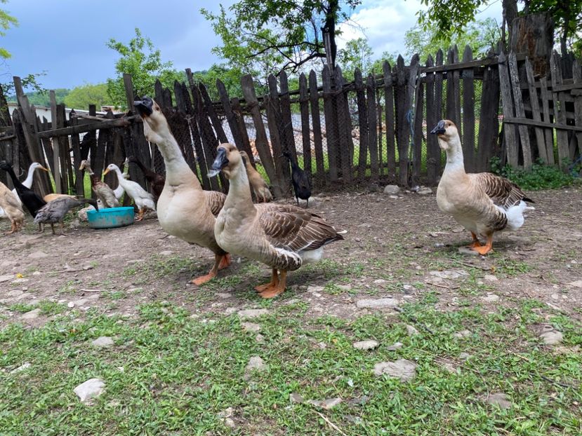 31DB75E9-90D8-4FC6-841C-42BDEAEFC1EF - Matca 2023