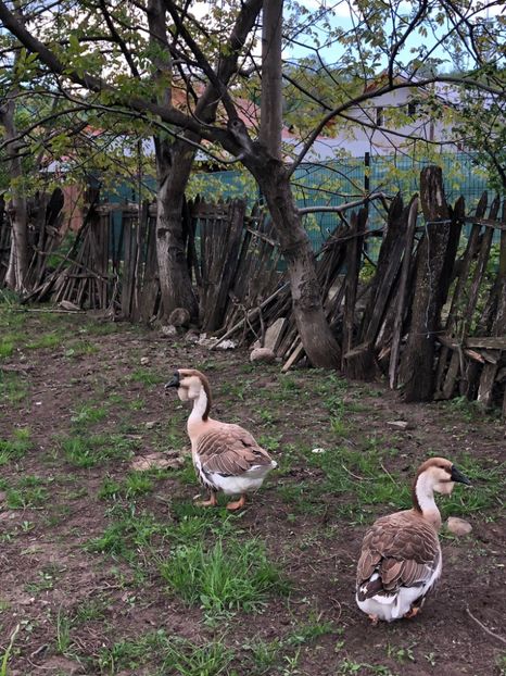 965CBB9F-0226-44CC-AF9F-7966A1B94C52 - Matca 2023