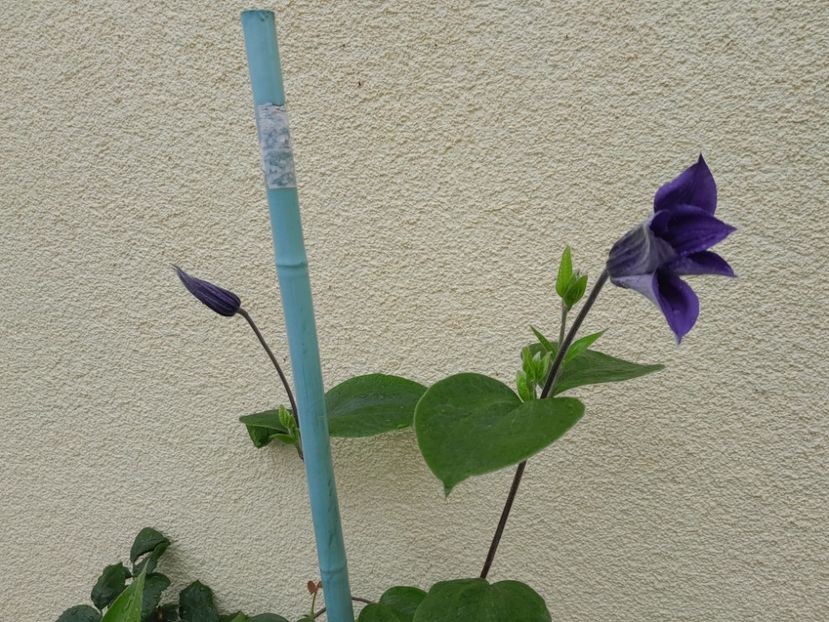  - 2023 floricele din grădină