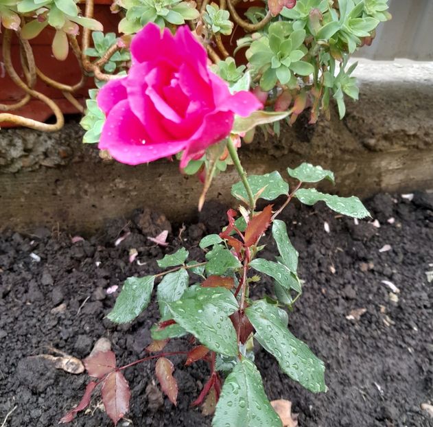 Roz,fuxia cățărător - Primul bobocel și prima floricică mult așteptată
