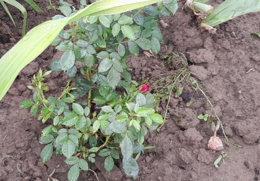 Everglow ruby - Primul bobocel și prima floricică mult așteptată