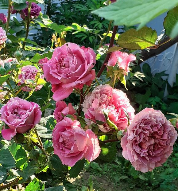 20230602_083235~2 - Agnes 2021 - 2022-2023