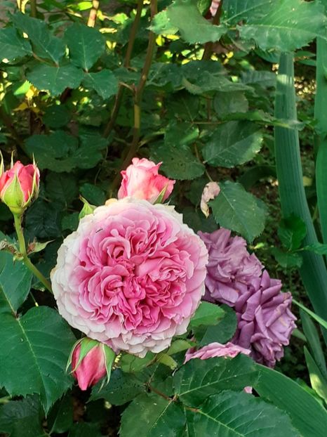  - Agnes 2021 - 2022-2023