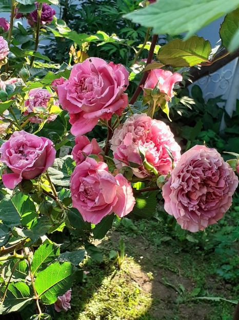  - Agnes 2021 - 2022-2023