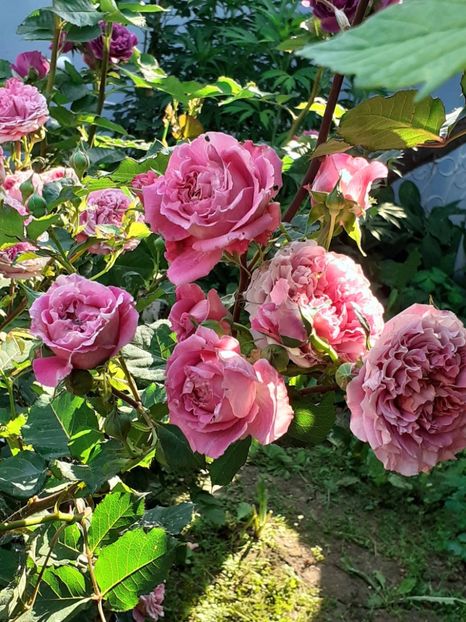  - Agnes 2021 - 2022-2023