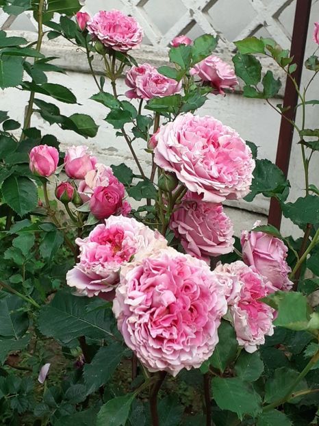  - Agnes 2021 - 2022-2023