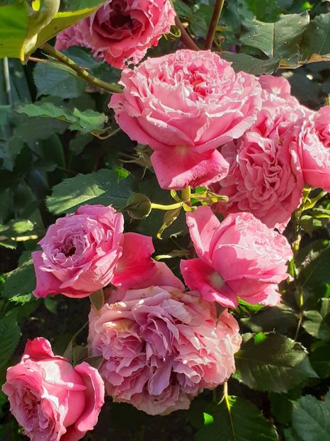  - Agnes 2021 - 2022-2023