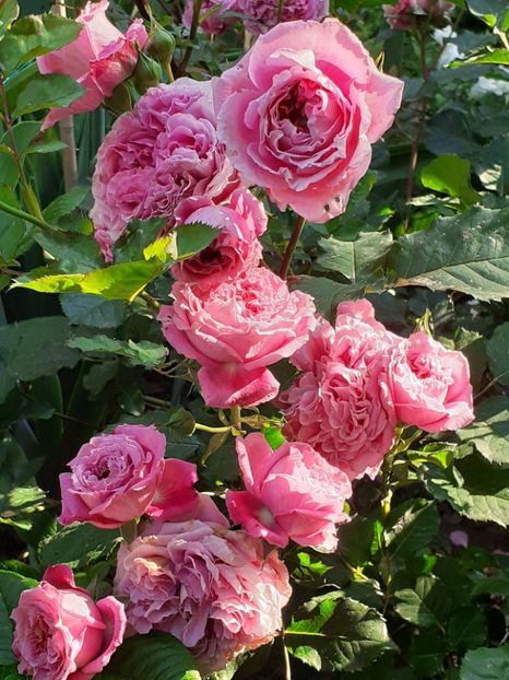  - Agnes 2021 - 2022-2023