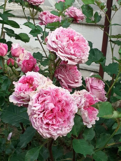  - Agnes 2021 - 2022-2023