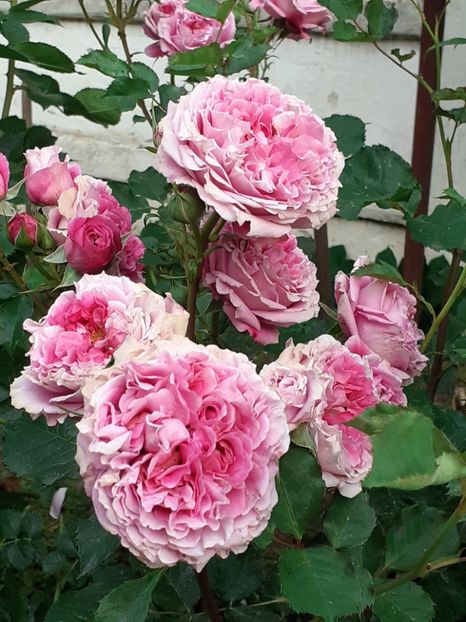  - Agnes 2021 - 2022-2023