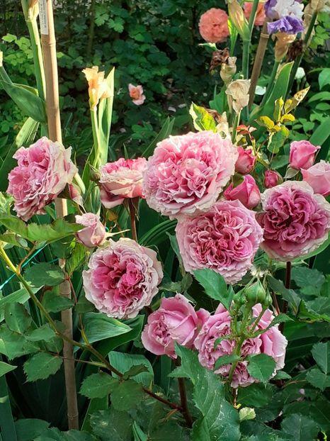  - Agnes 2021 - 2022-2023