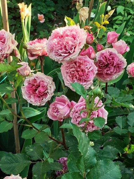  - Agnes 2021 - 2022-2023