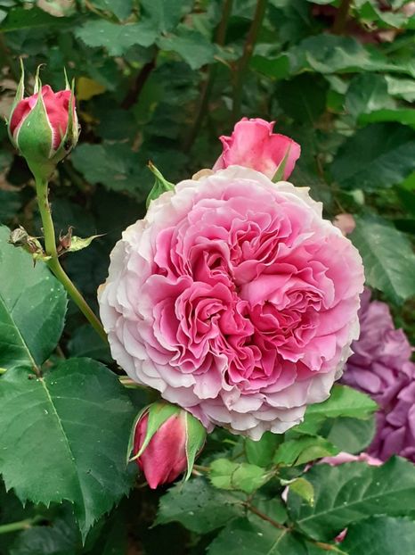  - Agnes 2021 - 2022-2023