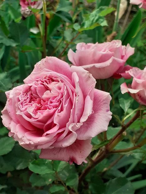  - Agnes 2021 - 2022-2023