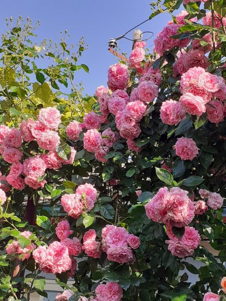 Foto , 2 Iunie 2023 - Heillige Elisabeth 2023