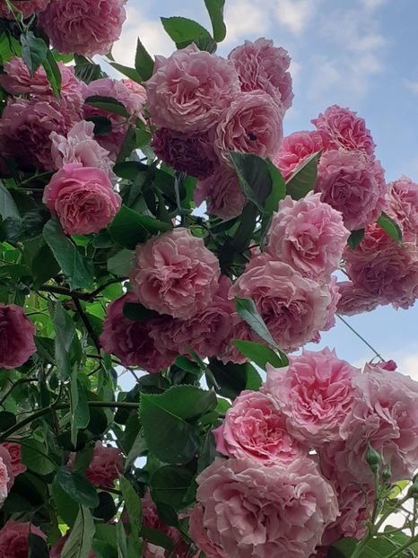  - Heillige Elisabeth 2023