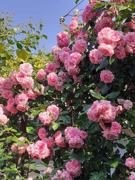  - Heillige Elisabeth 2023