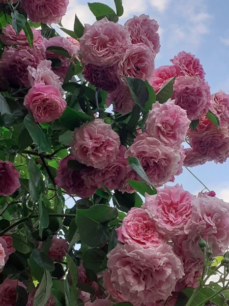  - Heillige Elisabeth 2023