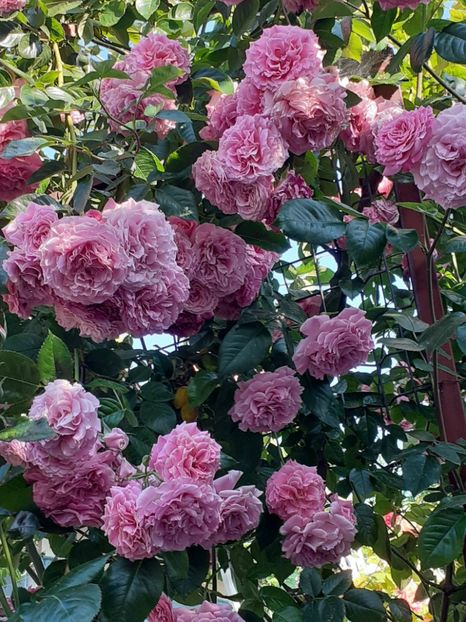  - Heillige Elisabeth 2023