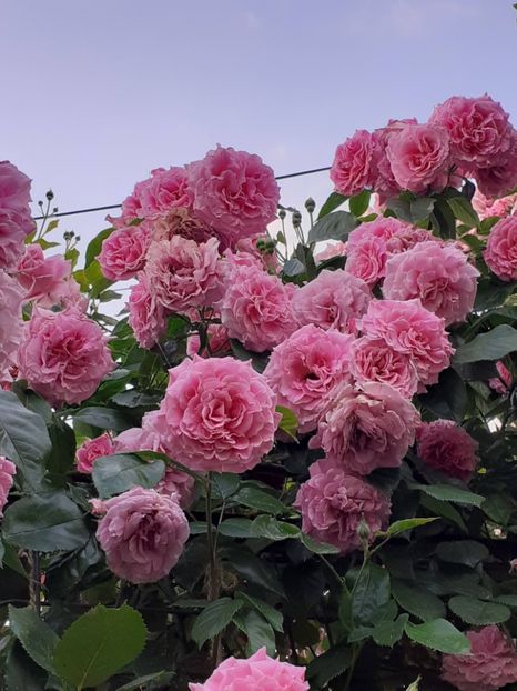  - Heillige Elisabeth 2023