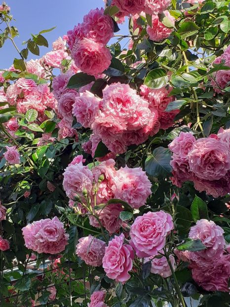  - Heillige Elisabeth 2023