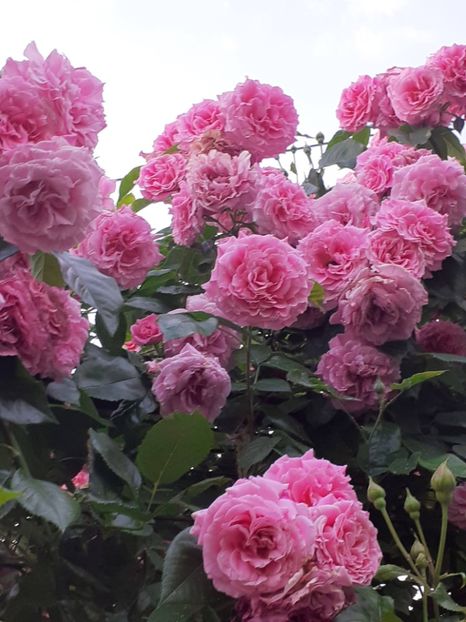  - Heillige Elisabeth 2023