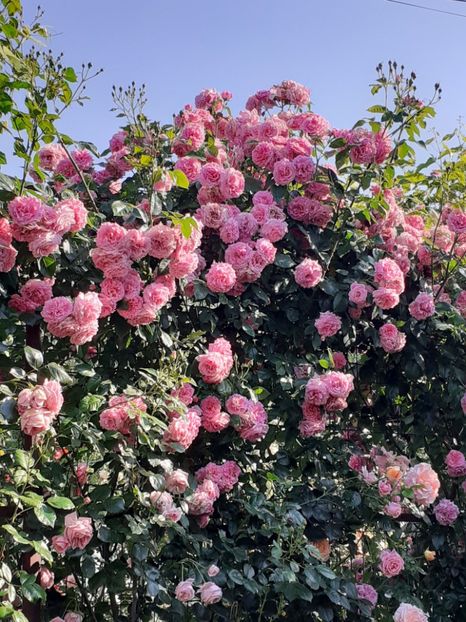  - Heillige Elisabeth 2023