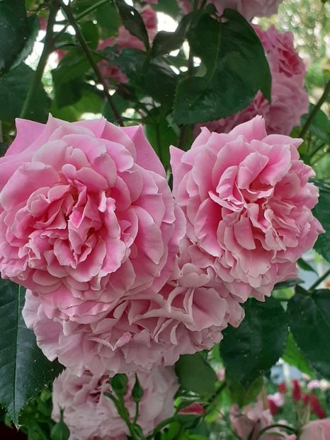  - Heillige Elisabeth 2023