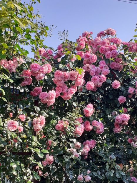  - Heillige Elisabeth 2023