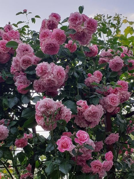  - Heillige Elisabeth 2023