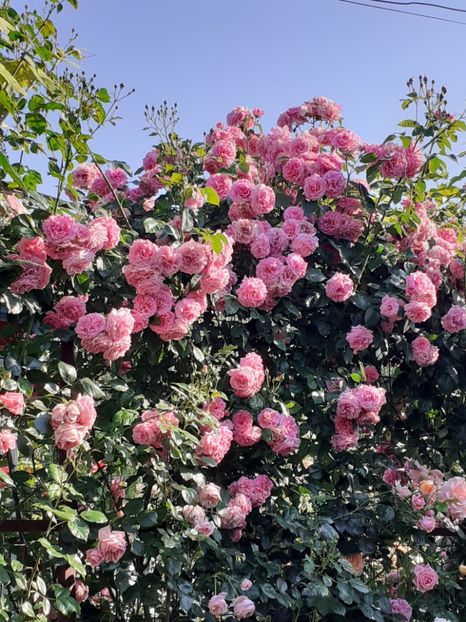  - Heillige Elisabeth 2023