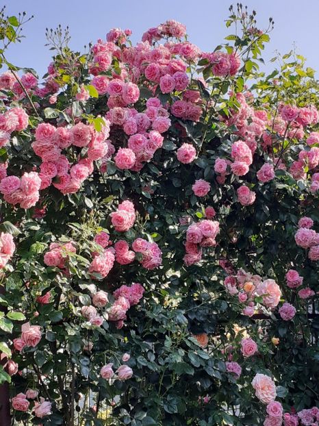  - Heillige Elisabeth 2023