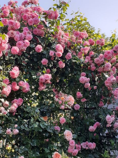  - Heillige Elisabeth 2023