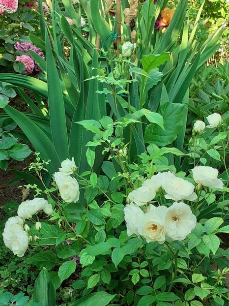  - 01 - TRANDAFIRI 2023