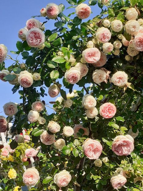  - 01 - TRANDAFIRI 2023