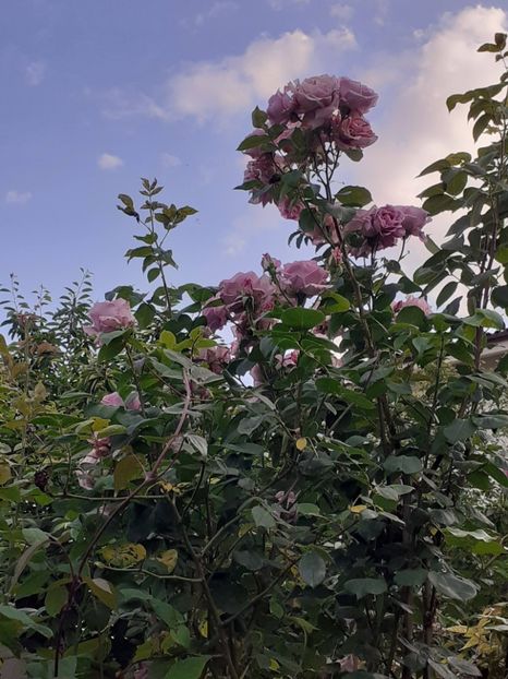  - 01 - TRANDAFIRI 2023